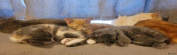 Mixed Breed cats for sale: Three gorgeous kittens available! - Advert 3