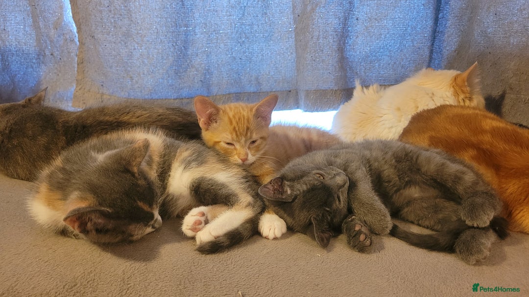 Mixed Breed cats for sale: Three gorgeous kittens available! - Advert 3