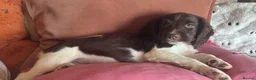English Springer Spaniel dogs for sale: Working Springer Spaniel Puppies  in Midhurst - Advert 10