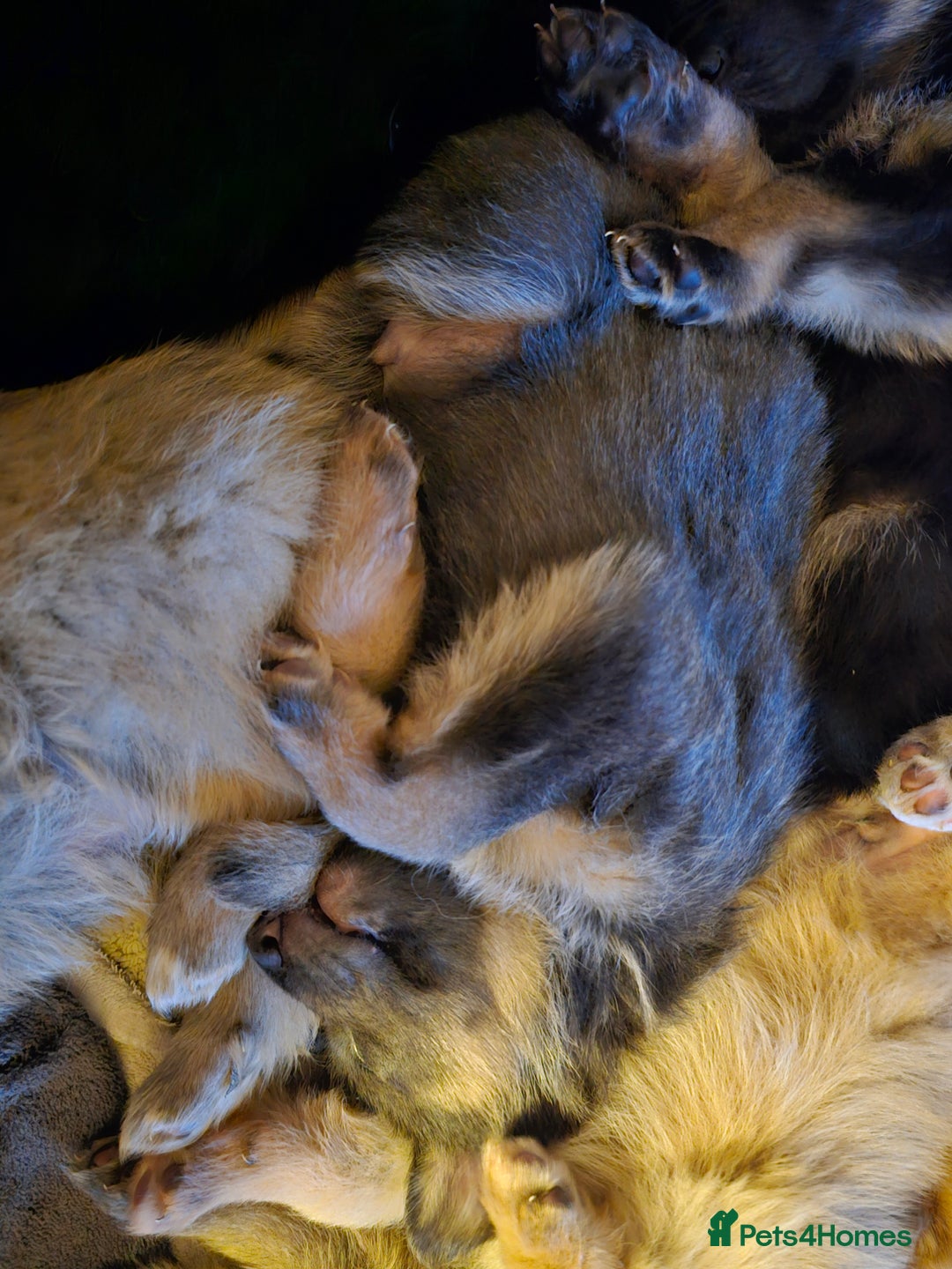 German Shepherd dogs for sale: 9 beautiful pure bred German Shepherd puppies - Advert 27