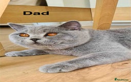 British Shorthair cats for sale: ONLY 1 BOY LEFT -BSH Blue Kittens - Image 8