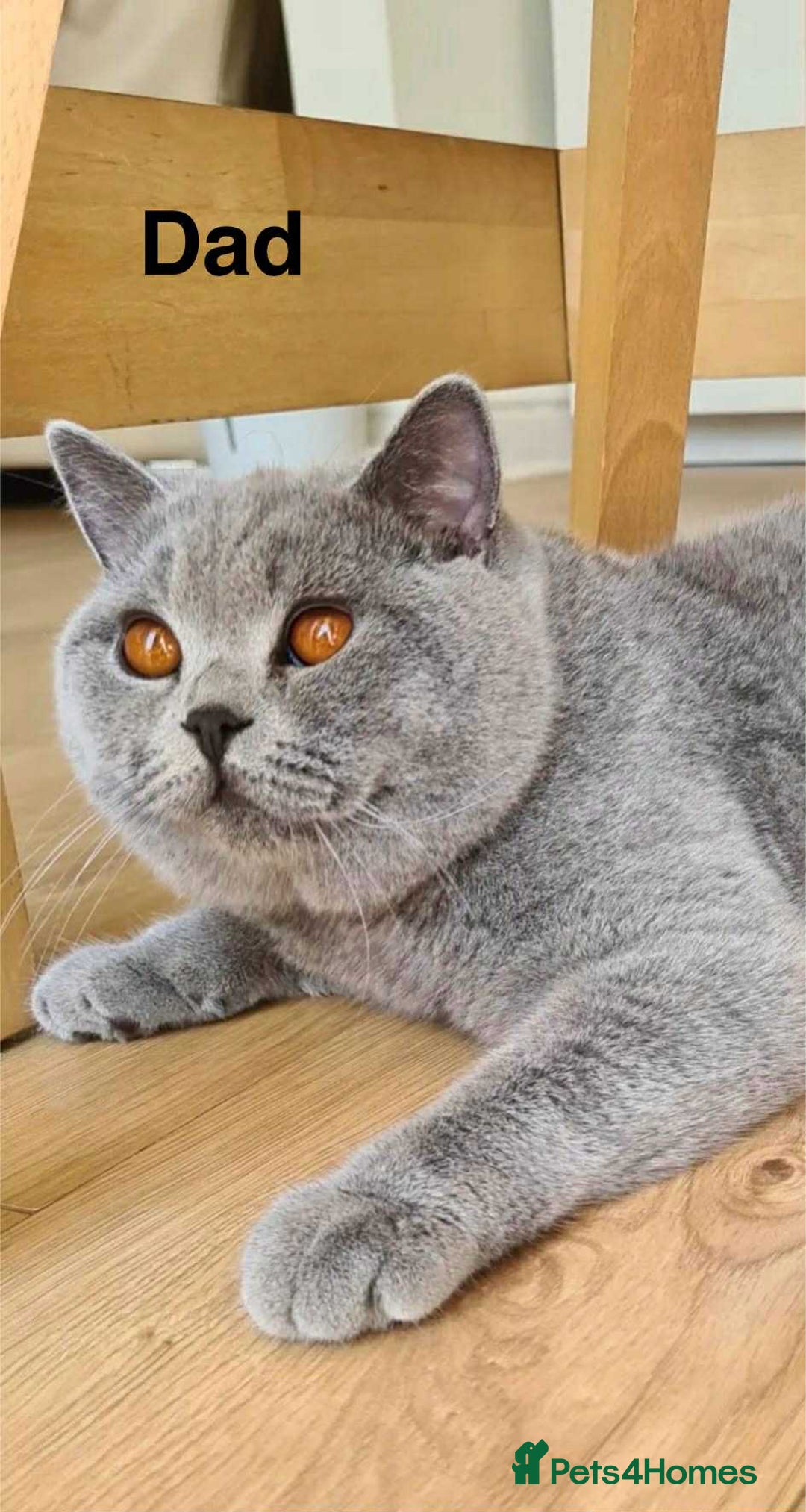 British Shorthair cats for sale: ONLY 1 BOY LEFT -BSH Blue Kittens - Image 8