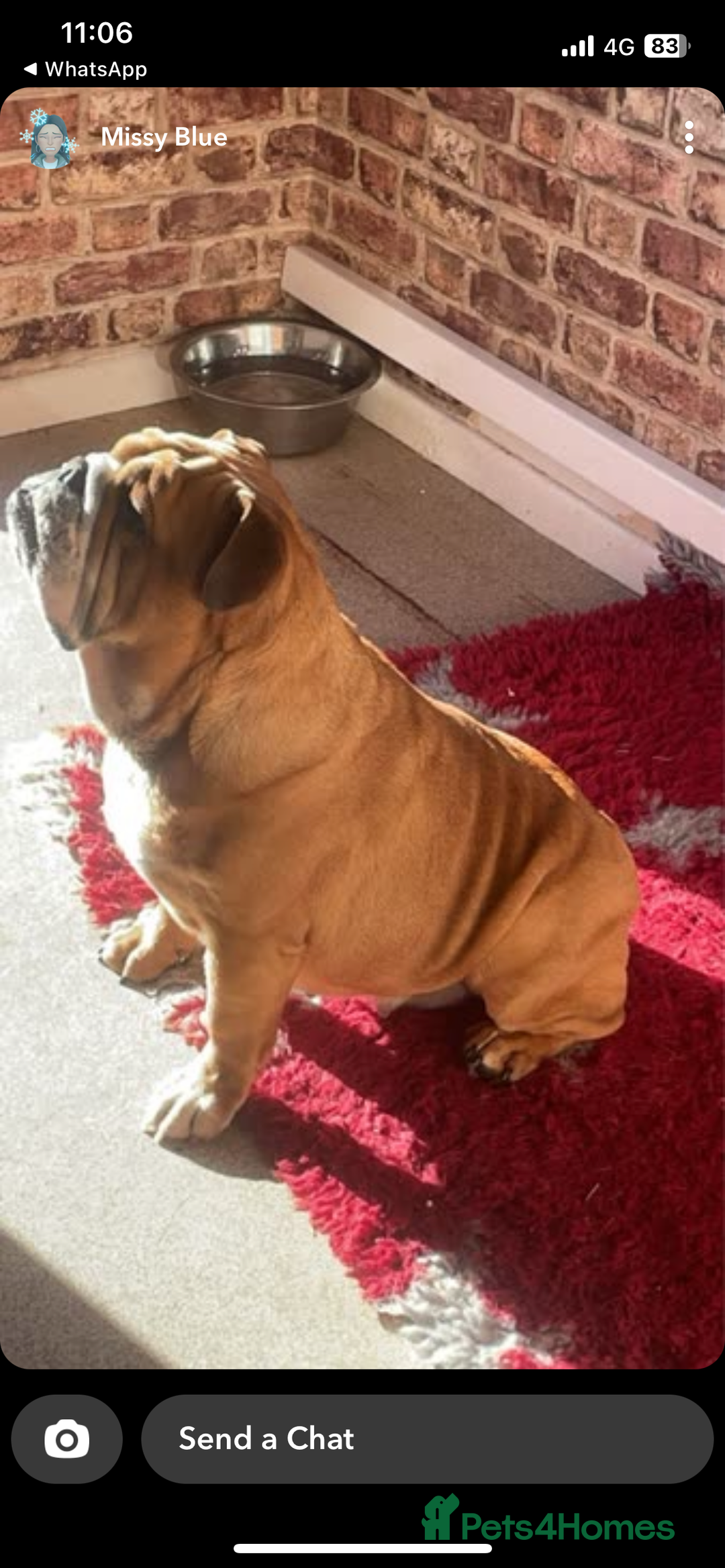 English Bulldog dogs for sale: Female English bulldog  - Image 3