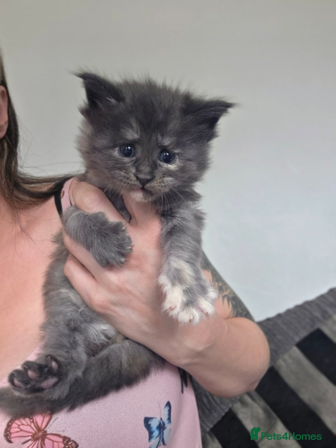 Maine Coon cats for sale: Chunky mainecoon babies - Image 3