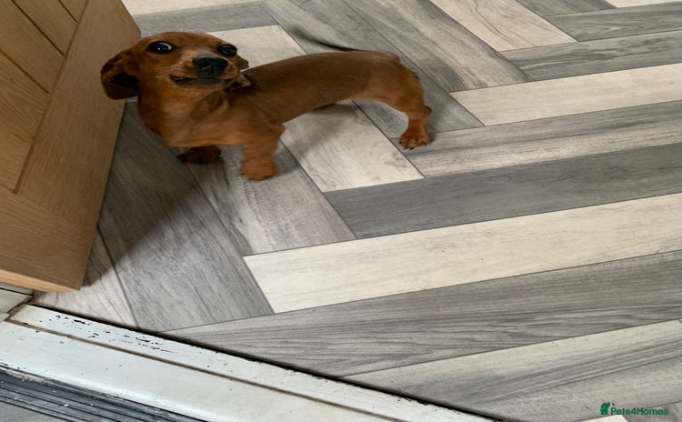 Miniature Dachshund dogs - Advert 5