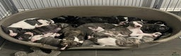 Whippet dogs for sale: Home reared pedigree Whippet Puppies - Advert 2