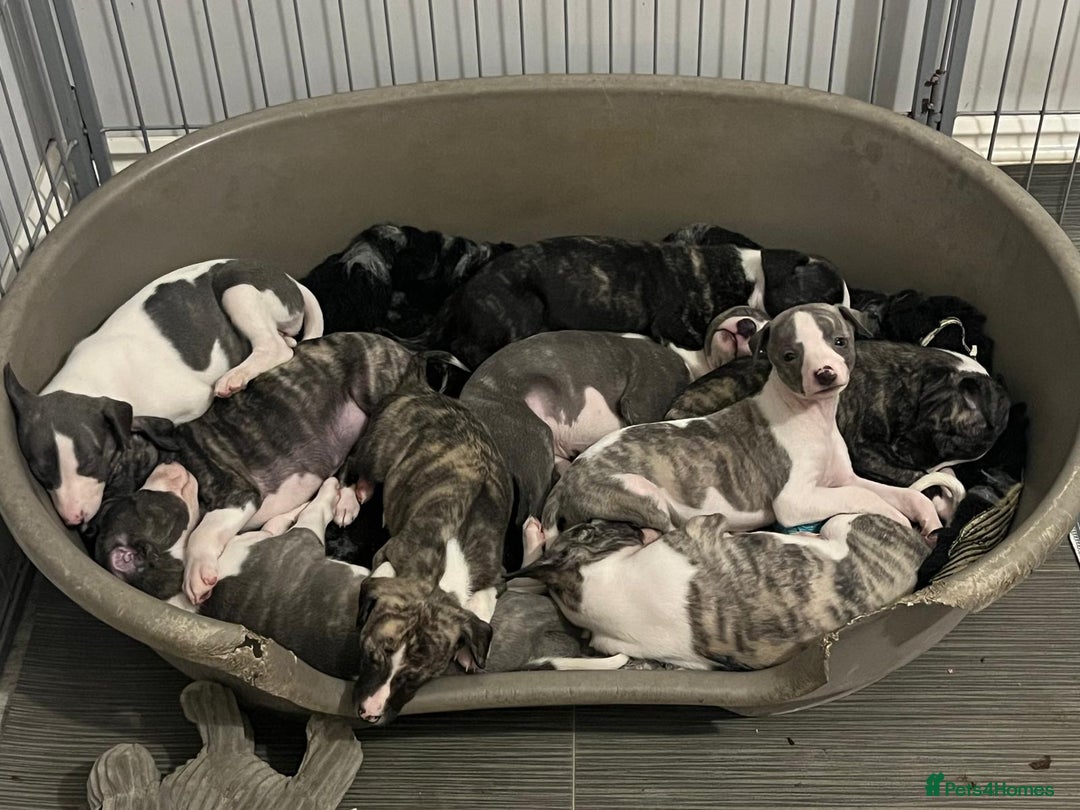 Whippet dogs for sale: Home reared pedigree Whippet Puppies - Advert 2