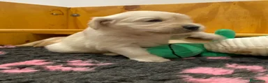 Golden Retriever 1