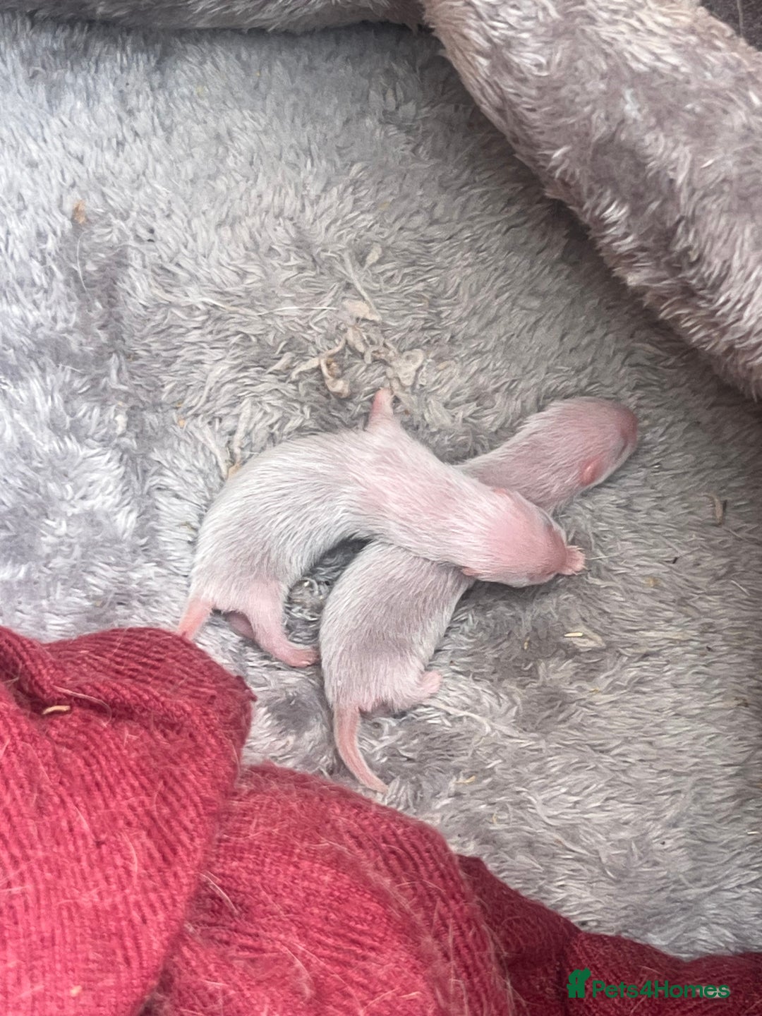 Ferret rodents for sale: Ferret kits for sale  - Image 5