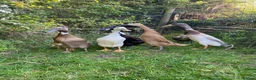 Ducks poultry for sale: Pure Indian Runner Ducklings + Fertile Eggs - Advert 5