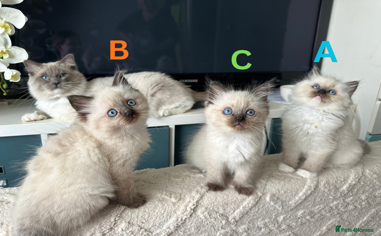 Ragdoll cats - Advert 12