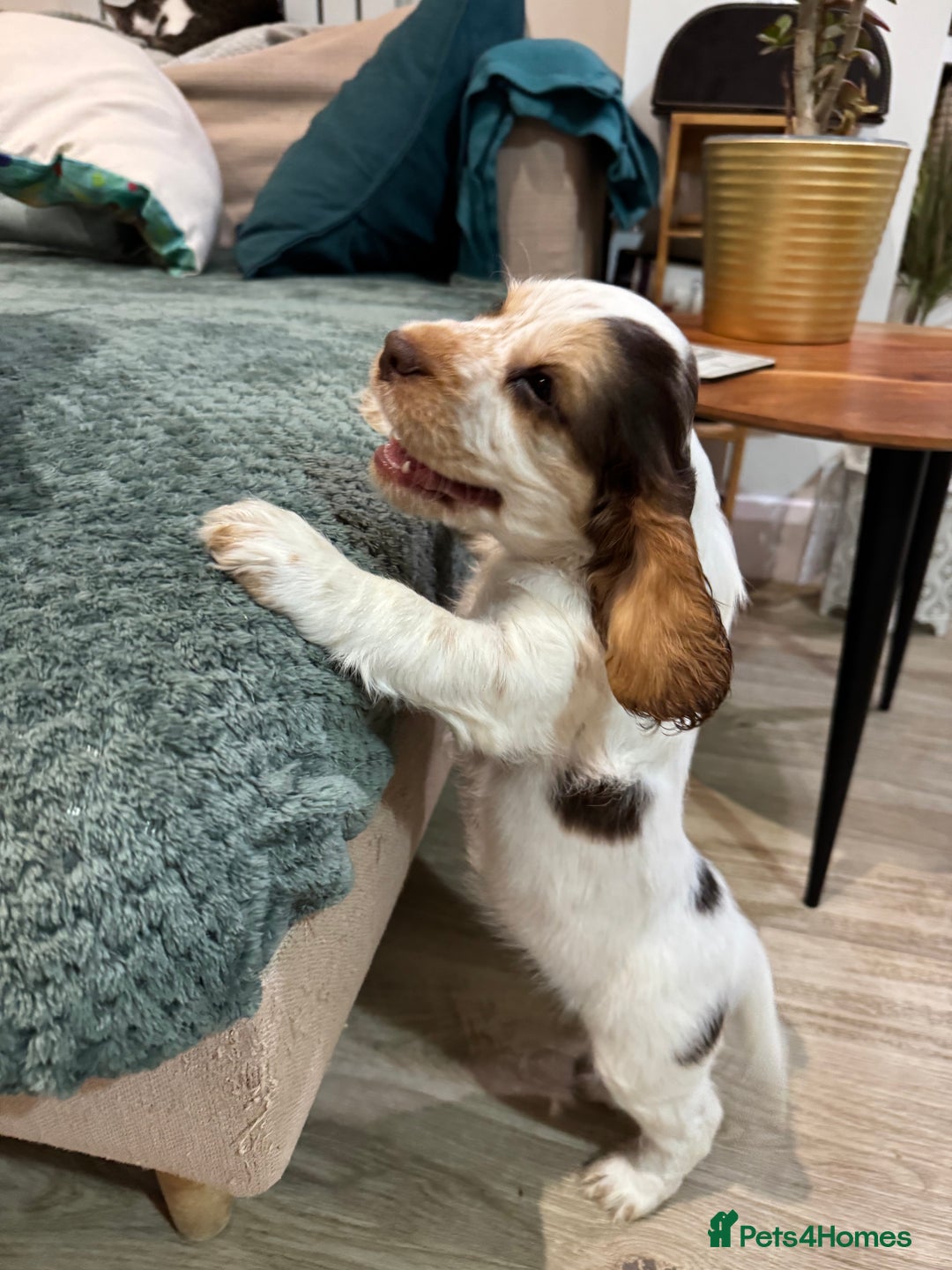Cocker Spaniel dogs for sale: Fantastic Show / Working Cocker Spaniels - Advert 36