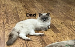 Ragdoll cats for sale: 2 Boys and 1 Girl Ragdoll kittens - Image 2