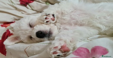 Bichon Frise dogs - Advert 2