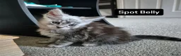Maine Coon cats for sale: Pedigree mainecoon kittens  - Advert 24