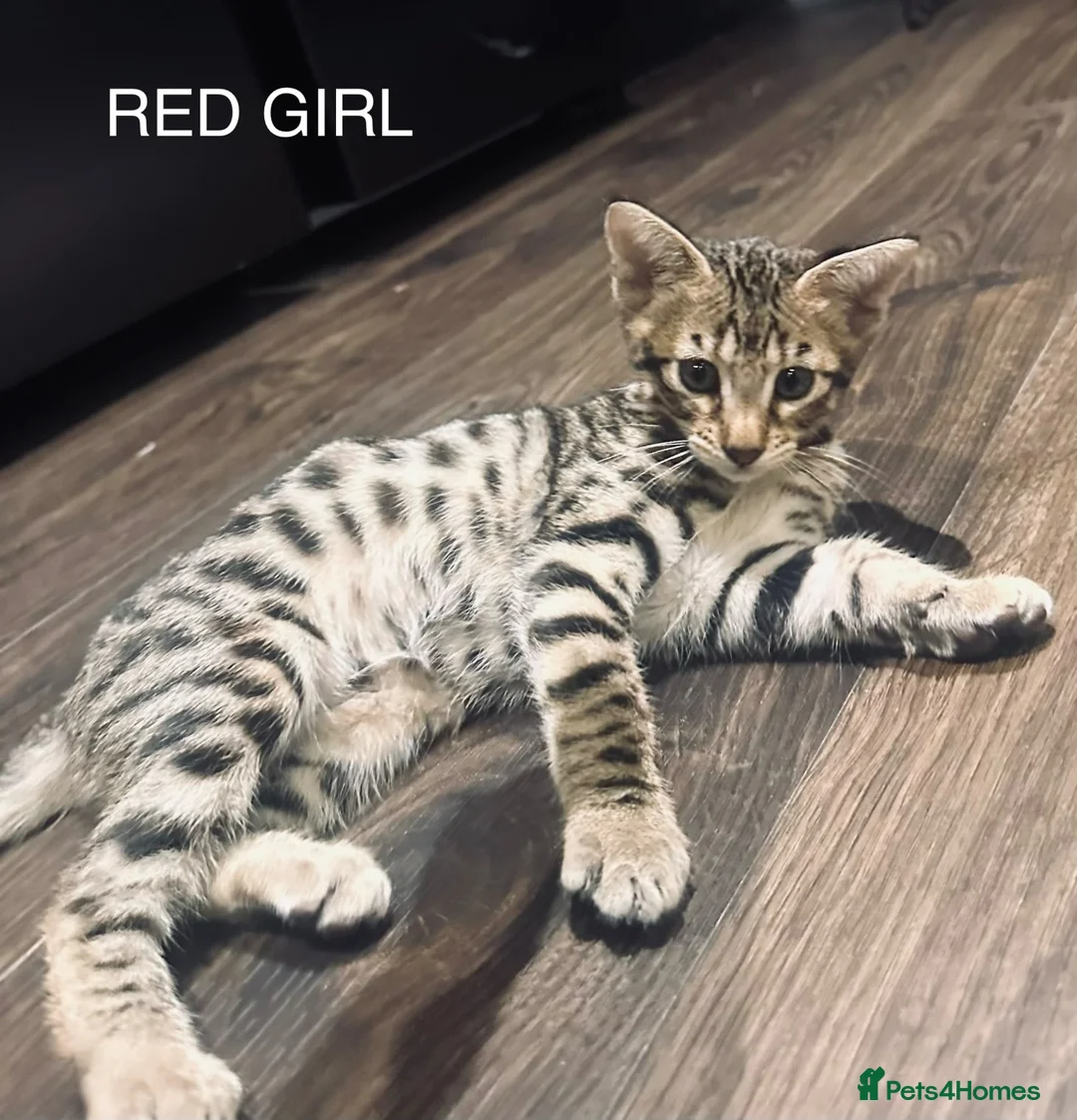 Savannah cats for sale: F5 Savannah girl and boy kittens  in Bradford - Advert 2