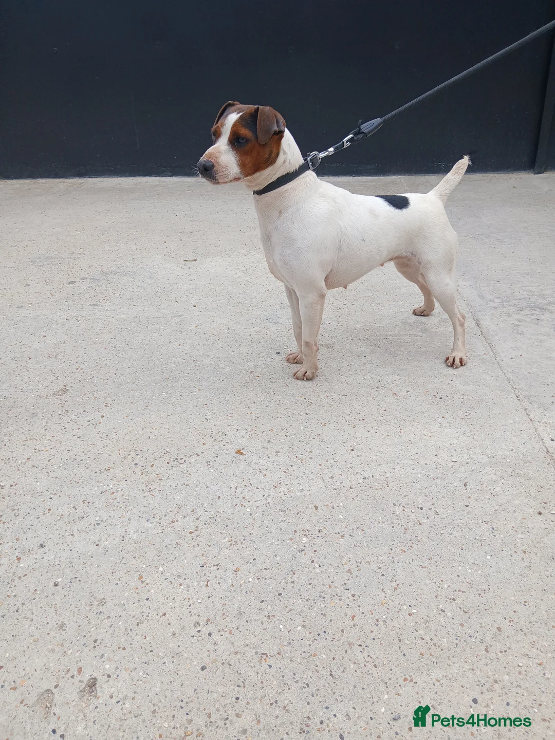 Jack Russell dogs for sale: JACK RUSSELL FEMALE NEEDS NEW HOME - Advert 10