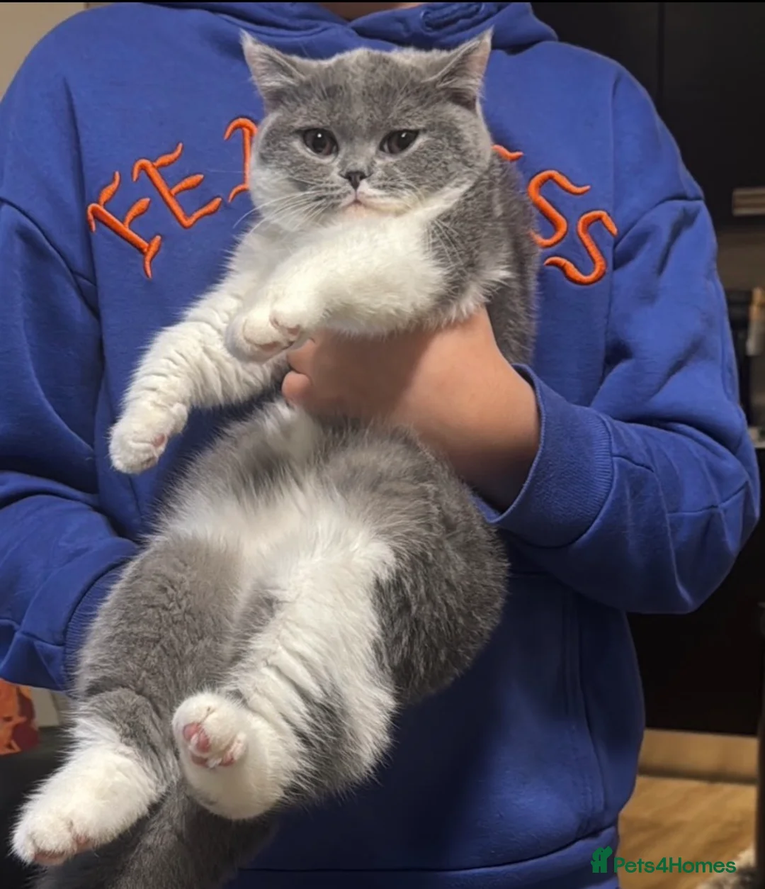 British Shorthair cats for sale: Beautiful British shorthair girl - Advert 2