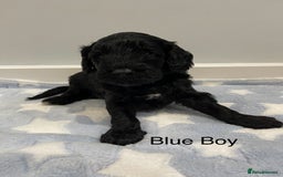 Cockapoo dogs for sale: Stunning F2 Cockapoo puppies fully DNA tested  - Image 22