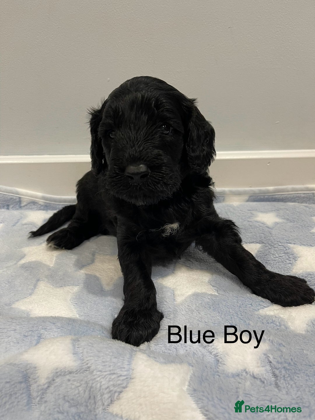 Cockapoo dogs for sale: Stunning F2 Cockapoo puppies fully DNA tested  - Image 22