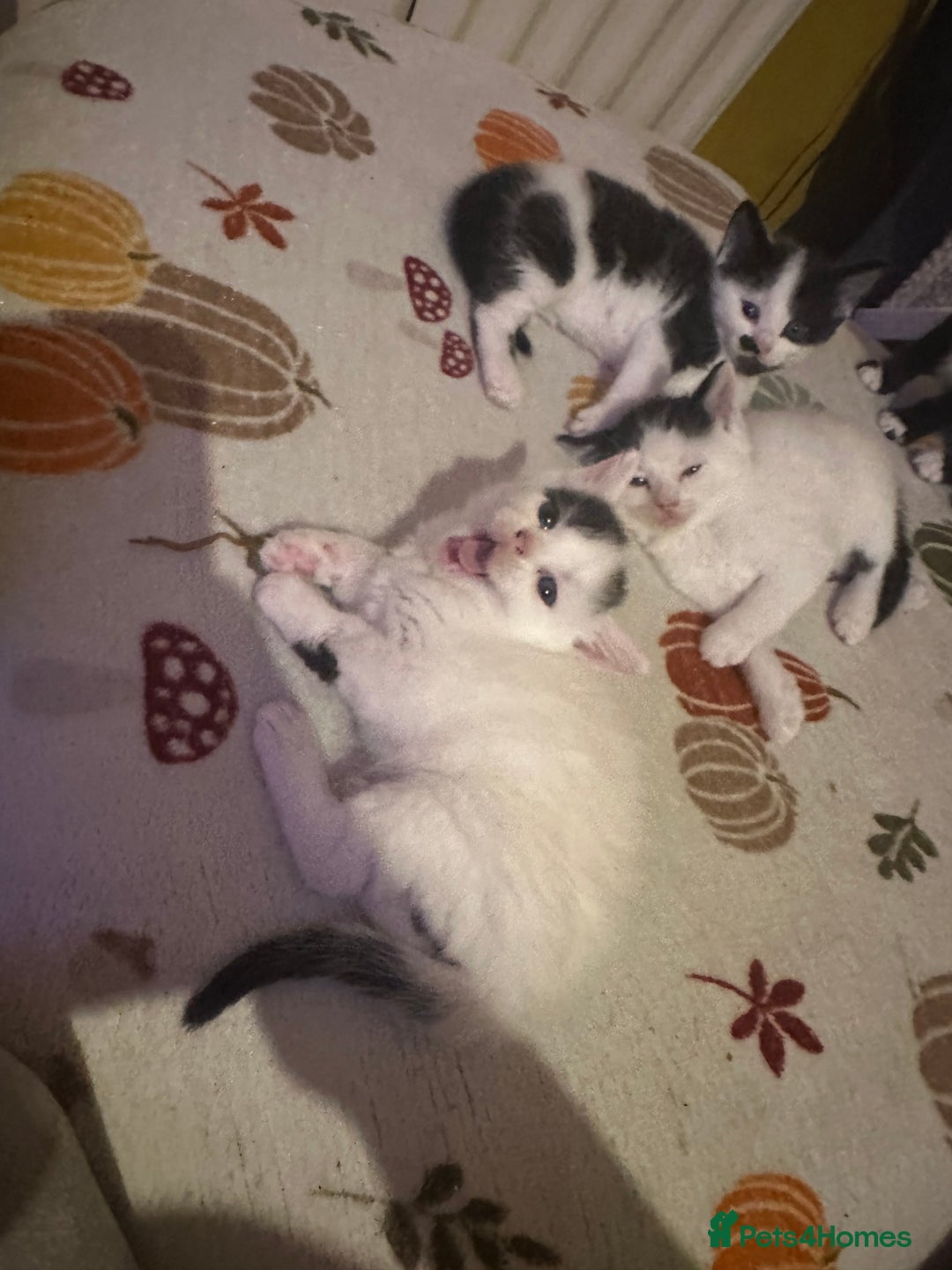 Mixed Breed cats for sale: Fluffy kittens - Image 18