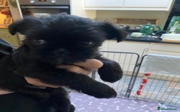 Griffon Bruxellois dogs for sale: New Kids on the Block - Image 7