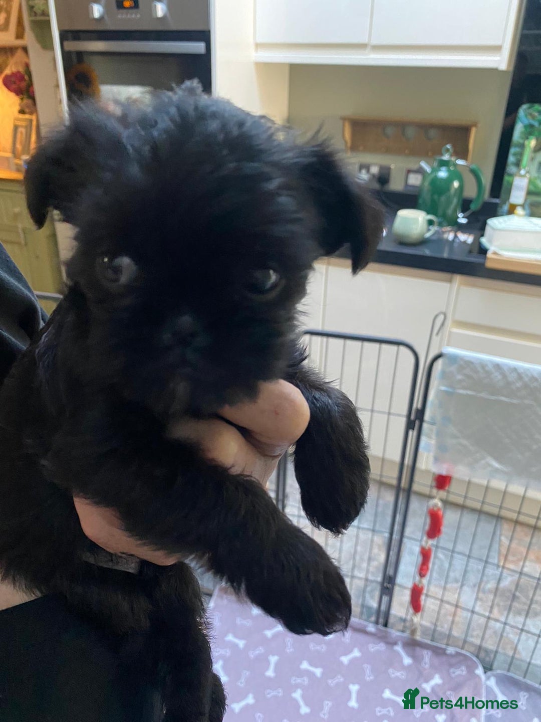 Griffon Bruxellois dogs for sale: New Kids on the Block - Image 7