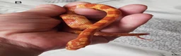 Corn Snake reptiles for sale: Juvenile corn snakes - Advert 4