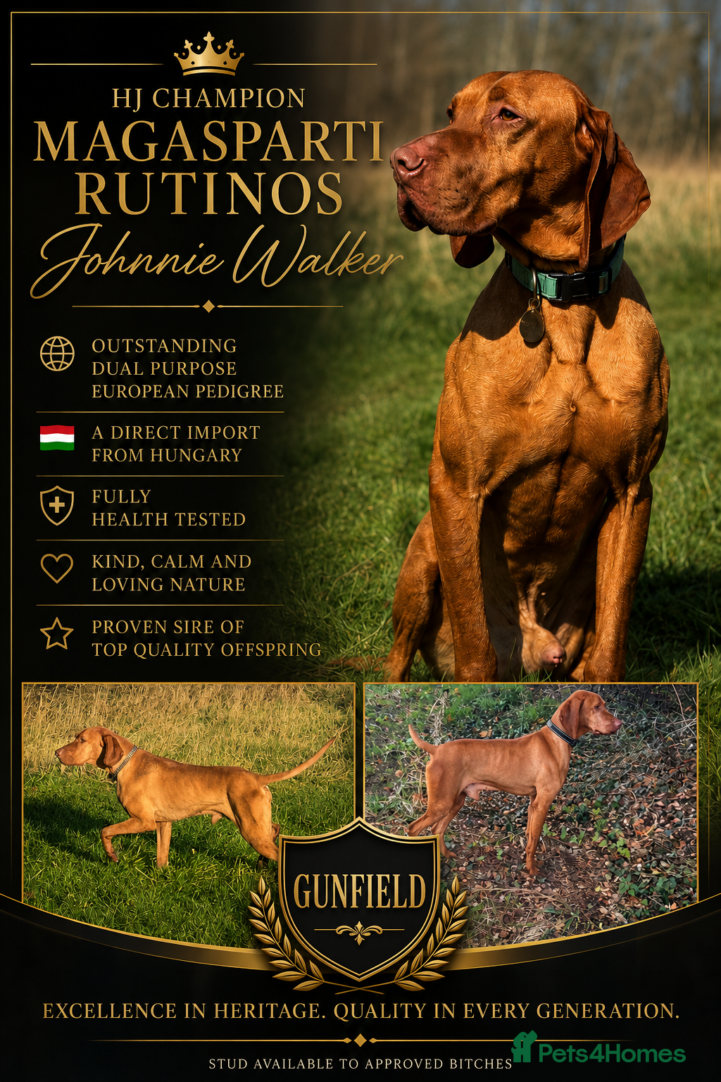 Hungarian Vizsla dogs The famous HJ Champion  Johnnie Walker at stud - Advert 3