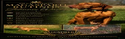 Hungarian Vizsla dogs for stud: The famous HJ Champion  Johnnie Walker at stud - Advert 1