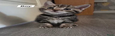 Male Tabby with Gey collar 