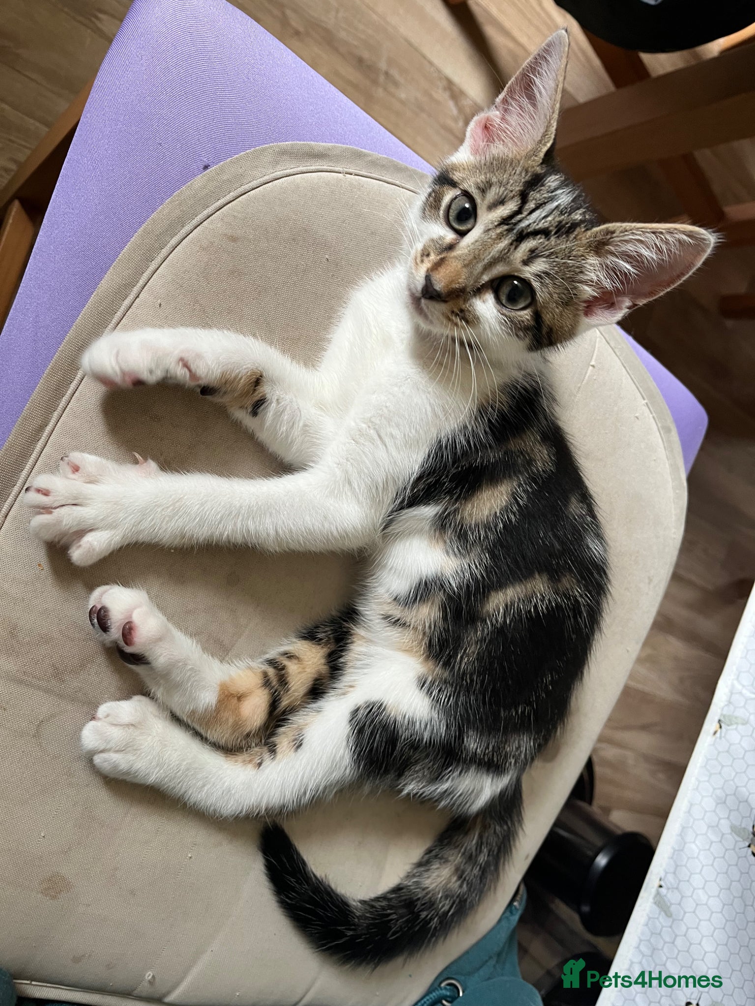 Mixed Breed cats Muffin - Advert 1