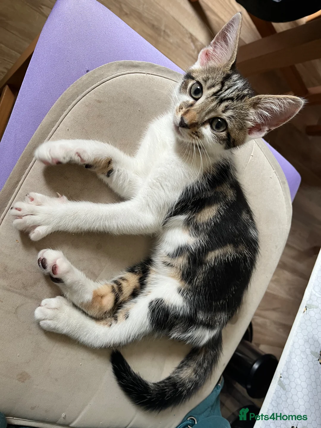 Mixed Breed cats for sale: Muffin - Advert 1