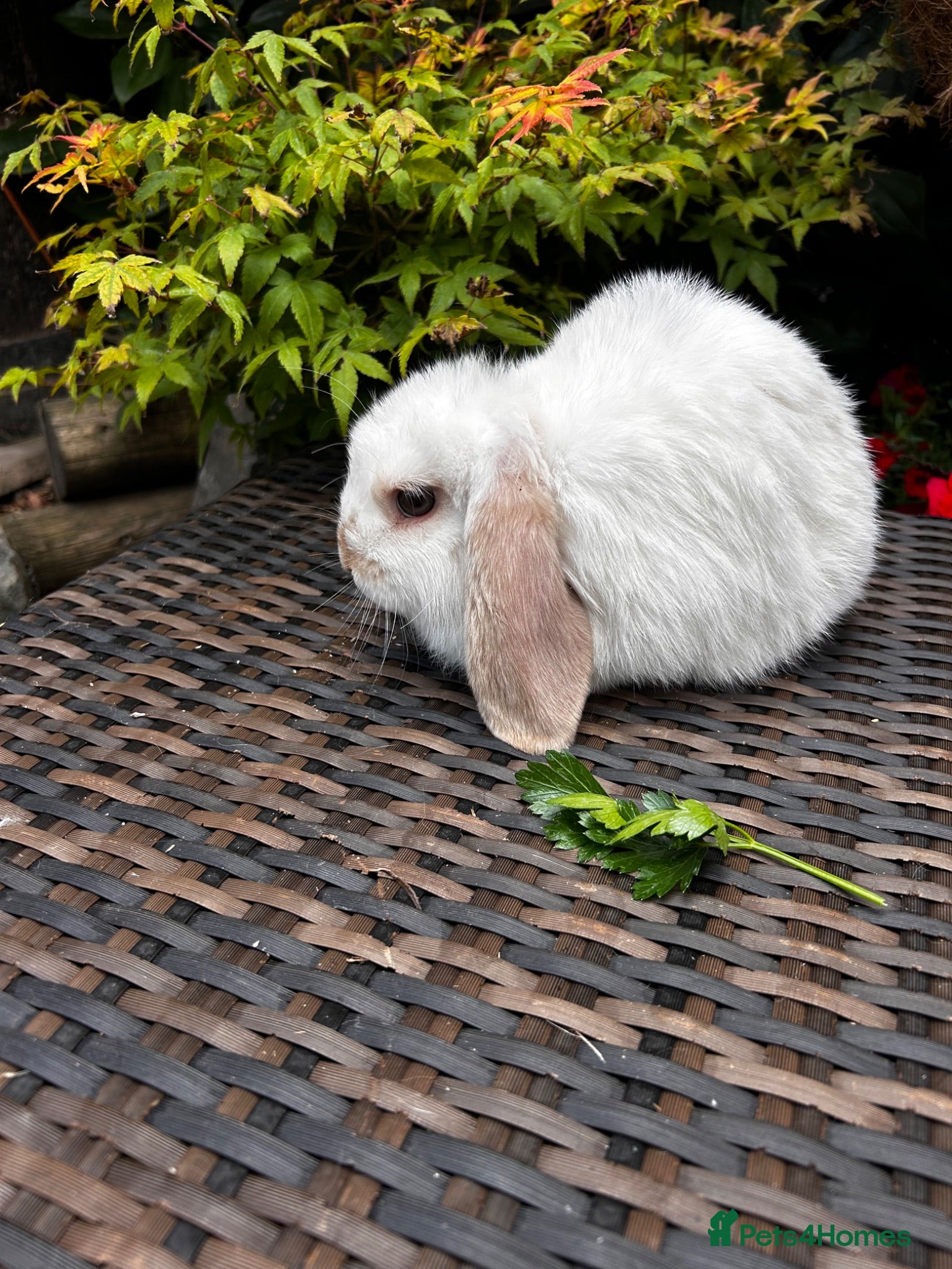 Mini Lop rabbits Stunning mini lops - Advert 1