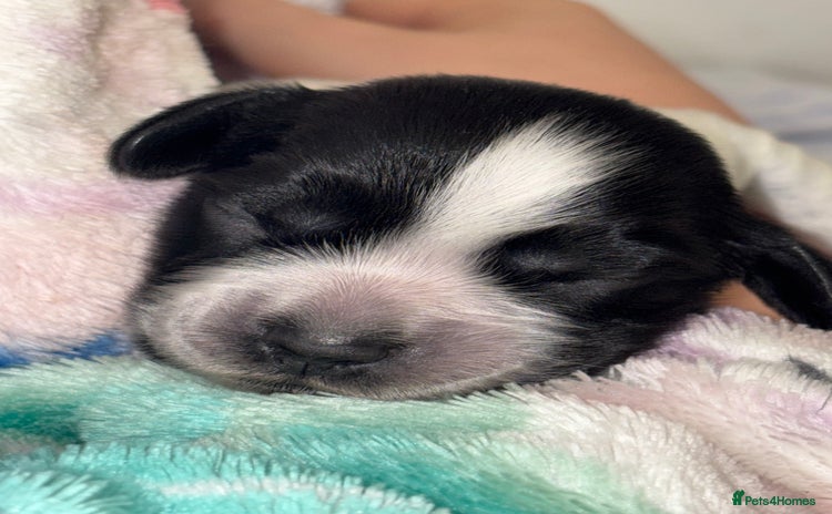 Cocker Spaniel dogs - Advert 11