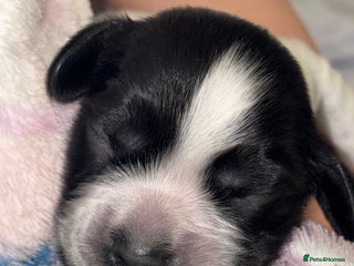 Cocker Spaniel dogs Special Last Litter - Advert 4