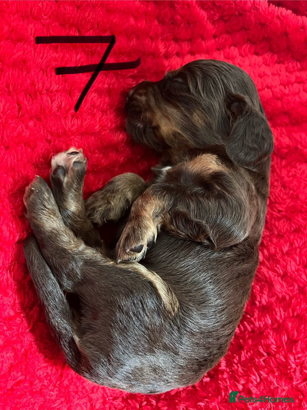 Cocker Spaniel dogs for sale: 7 Beautiful Cocker Spaniel Boys - Image 21