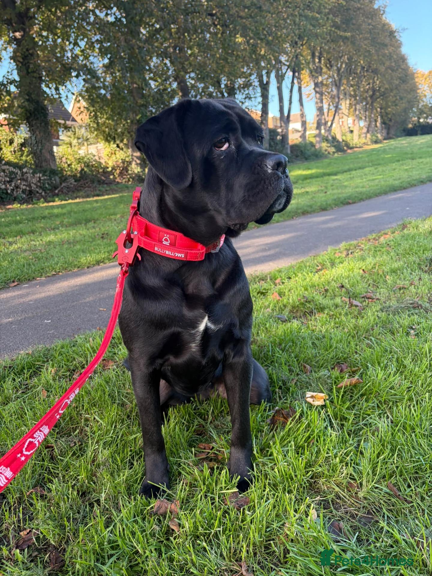 Mixed Breed dogs ❤️ JADA❤️  amazing gentle girl for one lucky home - Advert 4