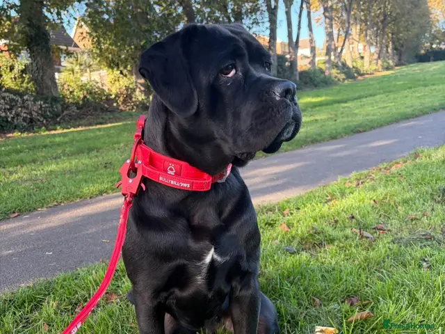 Mixed Breed dogs ❤️ JADA❤️ amazing gentle girl for one lucky home - Advert 4