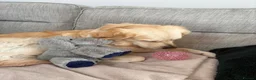 Golden Retriever dogs for sale: Golden retriever puppies - Advert 3