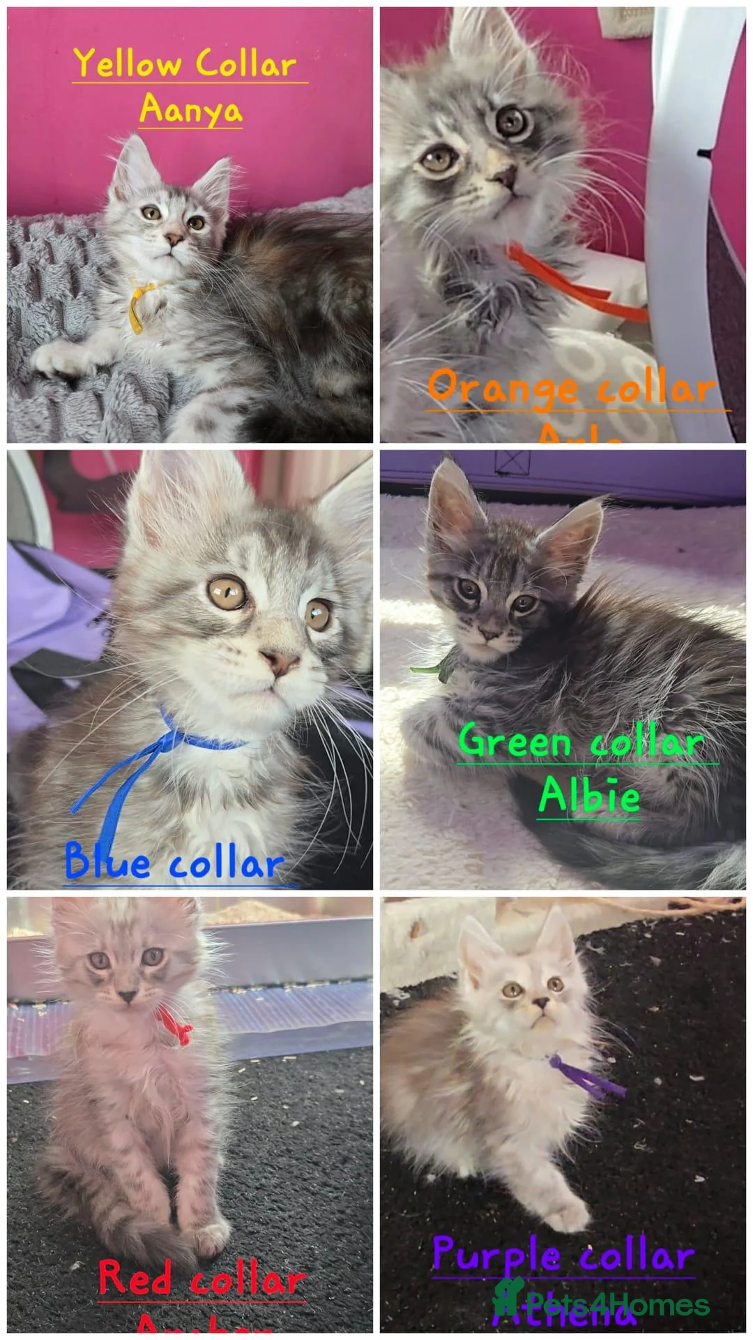 Maine Coon cats for sale: Maine Coon Kittens 🌟Tica Registered  - Advert 2