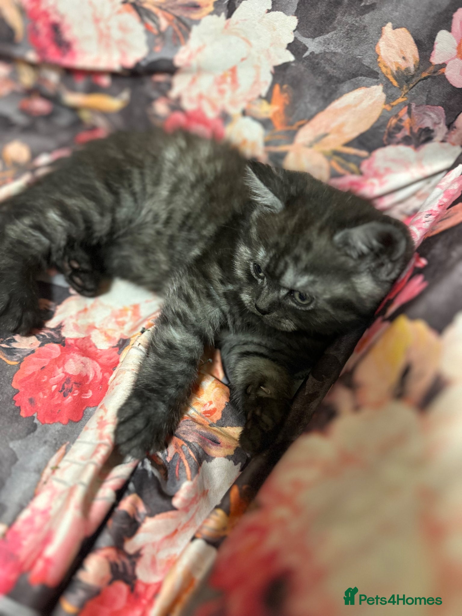 British Shorthair cats for sale: 2 remaining BSH kittens  - Advert 15