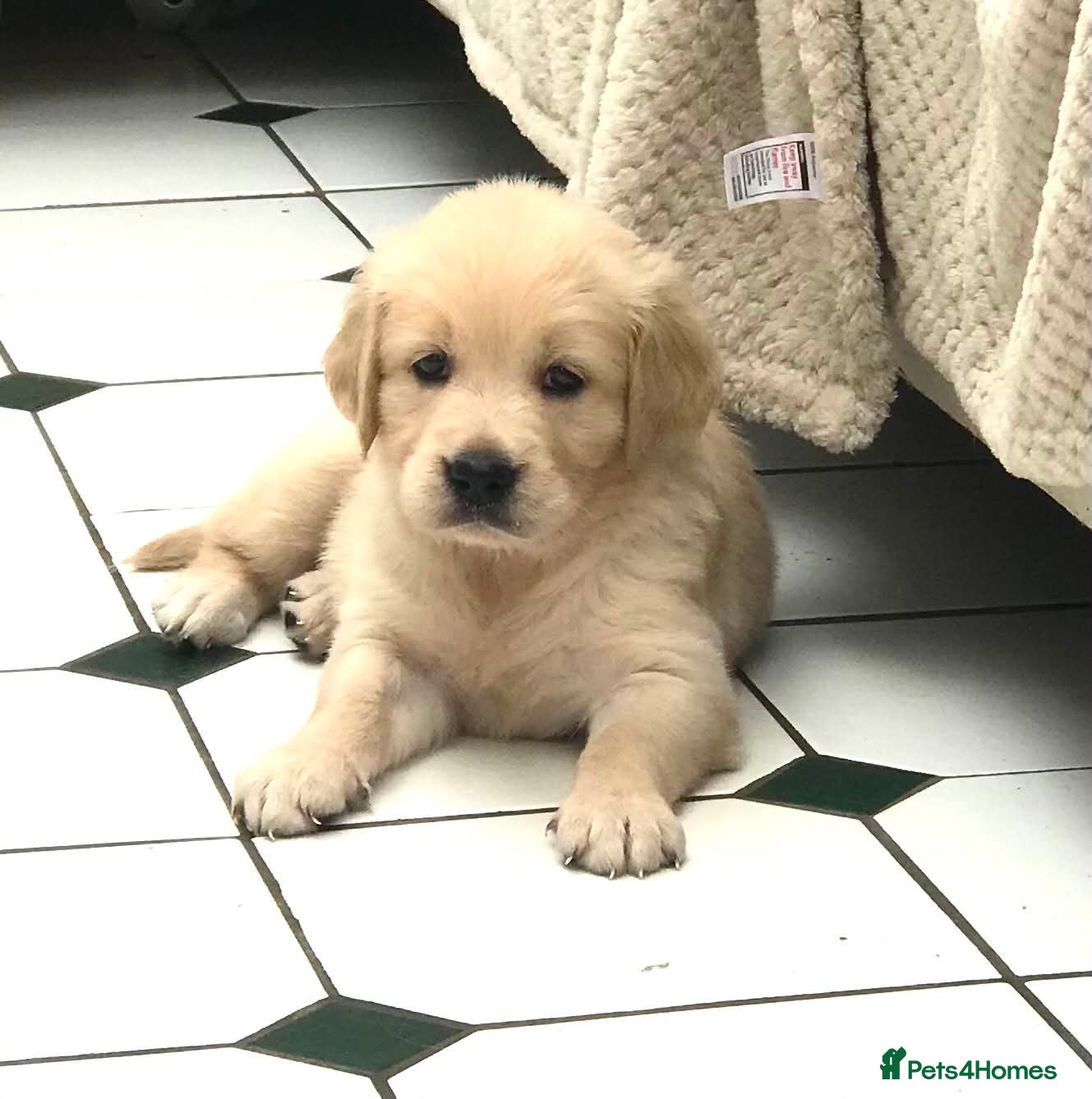 Golden Retriever dogs Championship lines puppies - Advert 2