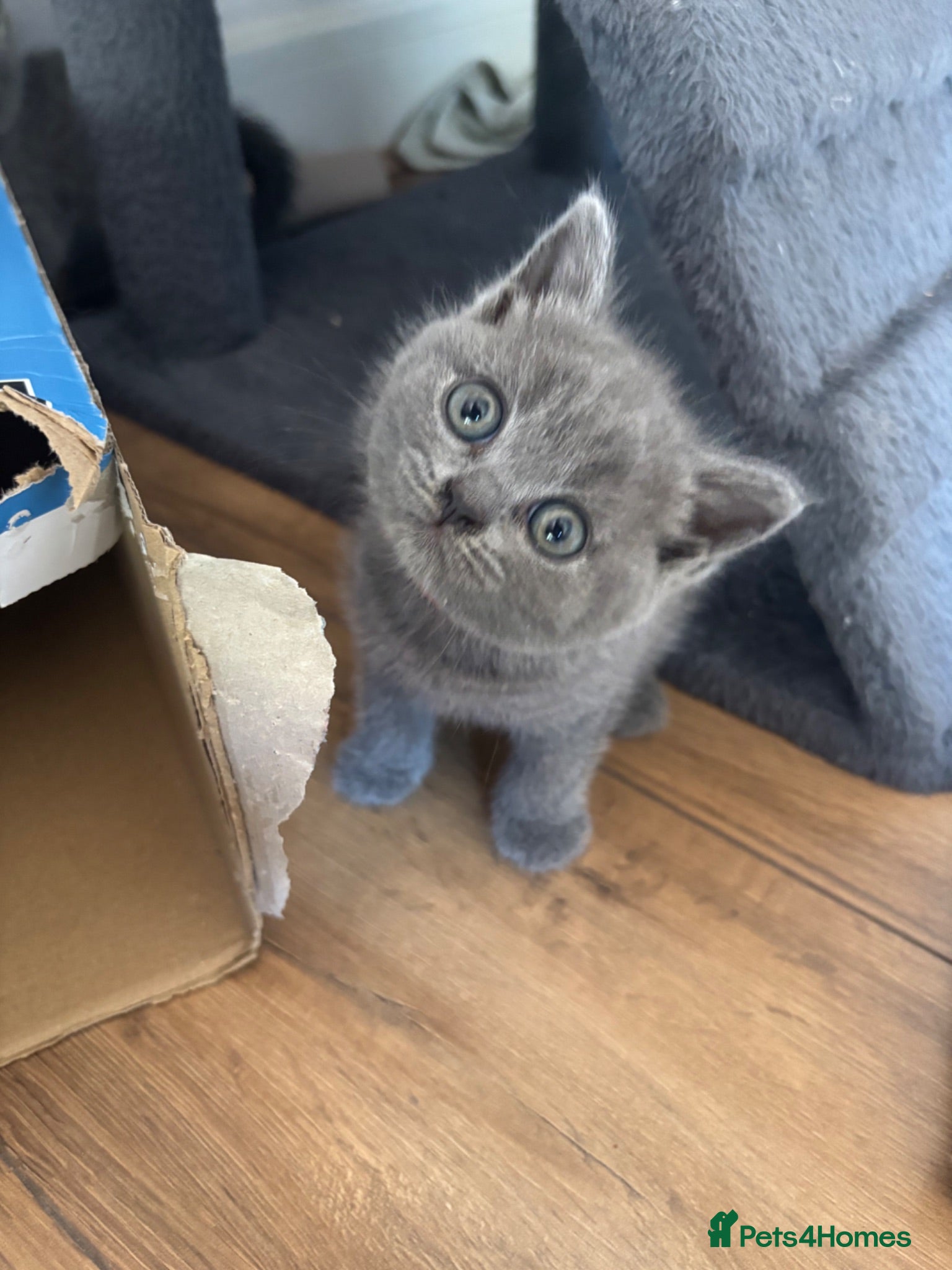 British Shorthair cats British Blue & Lilac Shorthair Kittens - Advert 11