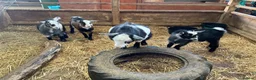 Goats livestock for sale: Pygmy kids for sale. Females and castrated males  - Advert 11