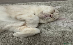 Domestic Shorthair cats for sale: Red Silver Domestic Shorthair - Image 6