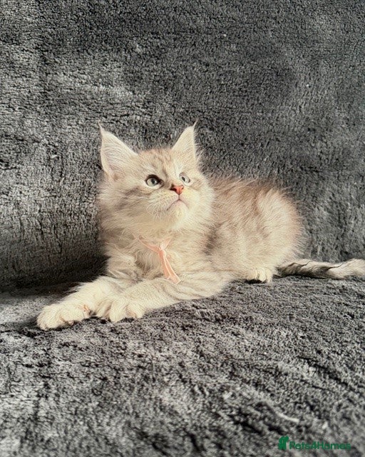 Maine Coon cats 🐾 TICA-Registered Maine Coon Kittens🐾 - Advert 10