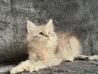 Maine Coon cats 🐾 TICA-Registered Maine Coon Kittens🐾 - Advert 10