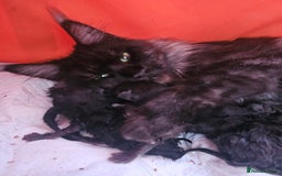 Maine Coon cats for sale: Black Smoke Kittens - Image 13