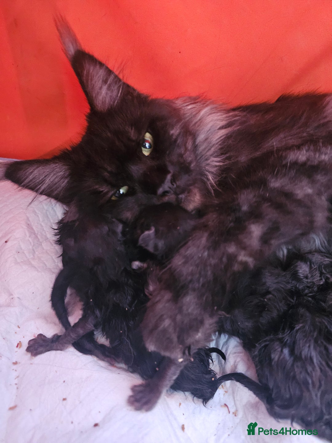 Maine Coon cats for sale: Black Smoke Kittens - Image 13